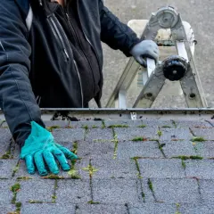 Rękawica w zielonej rękawicy usuwa mech z gontów bitumicznych. Dowiedz się, jak usunąć mech z gontów bitumicznych.