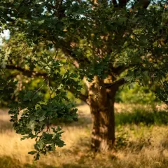 Potężny dąb w ogrodzie, jego zielone liście rzucają cień na złotą trawę.