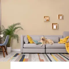 Złoty retriever na kanapie w przytulnym salonie. Ściany w kolorze P06 Wyrozumiała z palety kolorów farb do ścian Śnieżka.