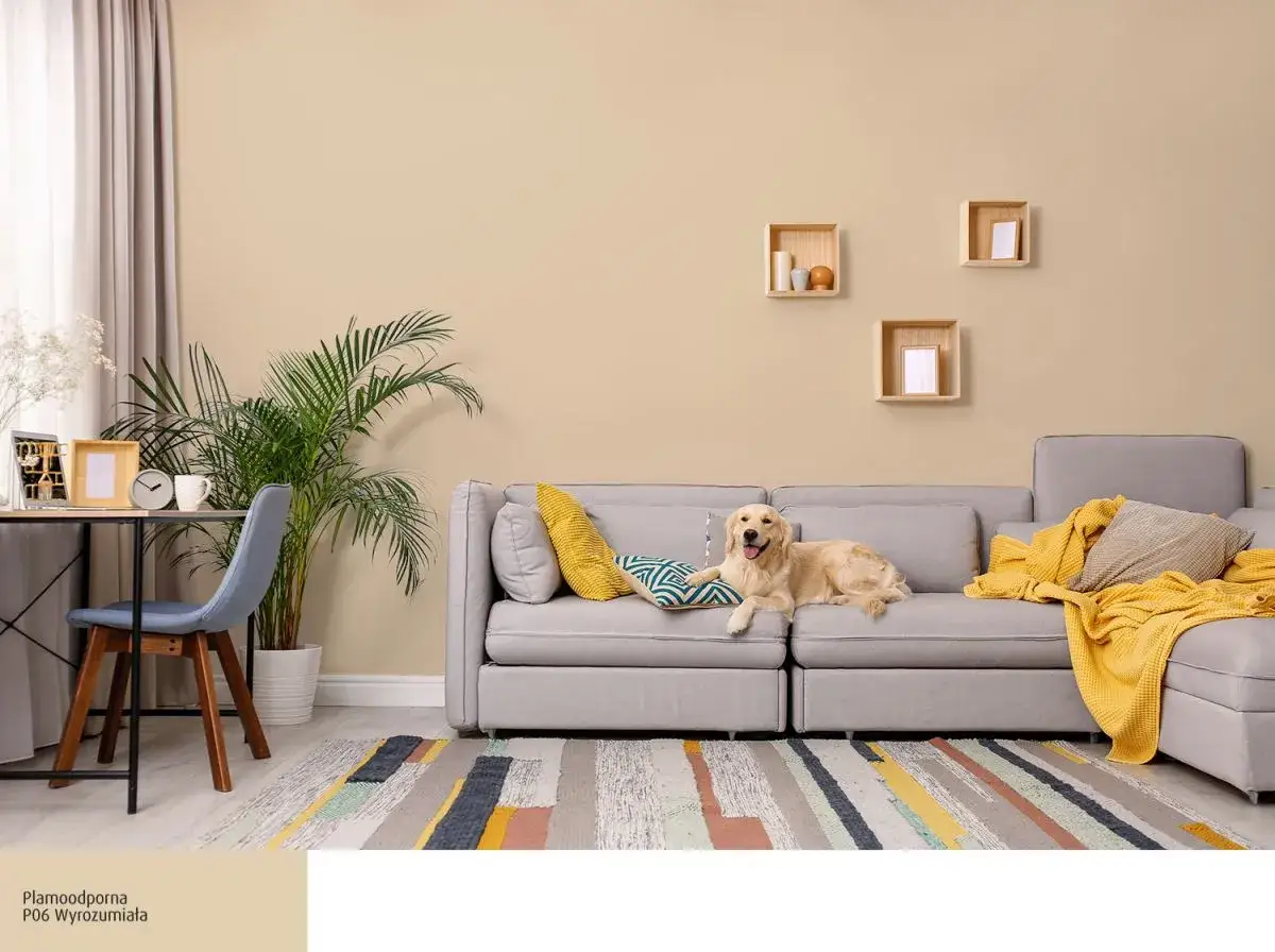 Złoty retriever odpoczywa na szarej kanapie, a ściany pomalowano farbą Śnieżka P06 Wyrozumiała.